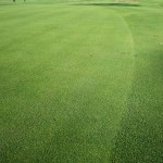 gras1